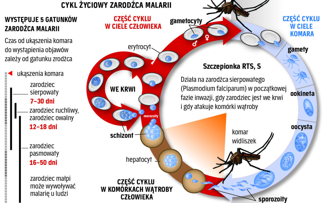 Szczepieniami w malarię
