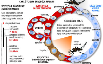 Szczepieniami w malarię