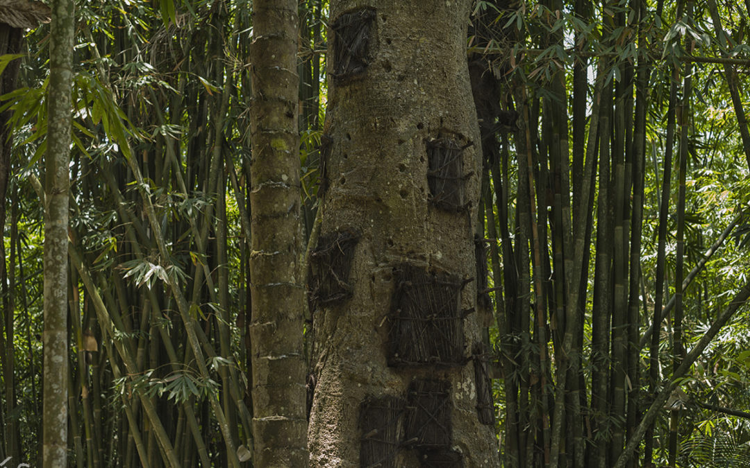 Grób w drzewie – Indonezja, Tana Toraja